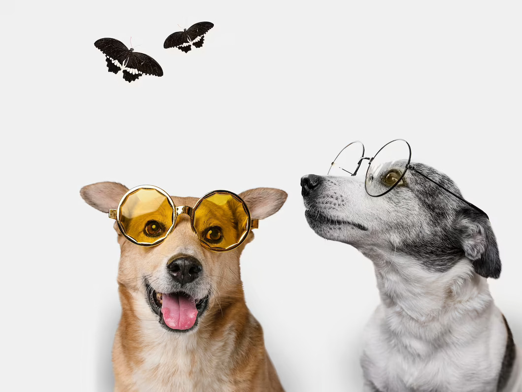 ���� ����